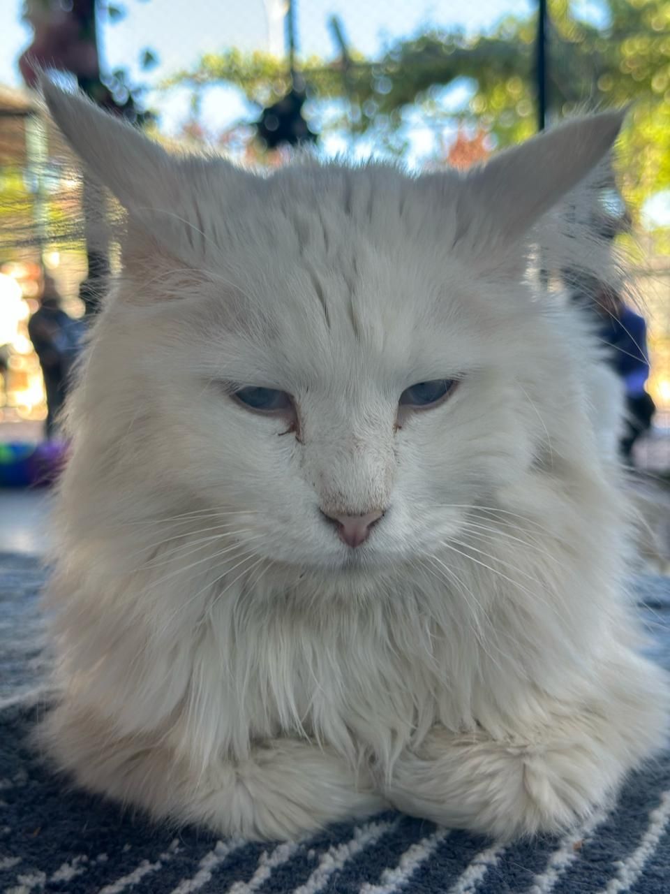 Ванская кошка